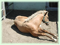 Sega Ranč, chov koní plemene American Quarter Horse