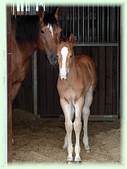 Sega Ranč, chov koní plemene American Quarter Horse